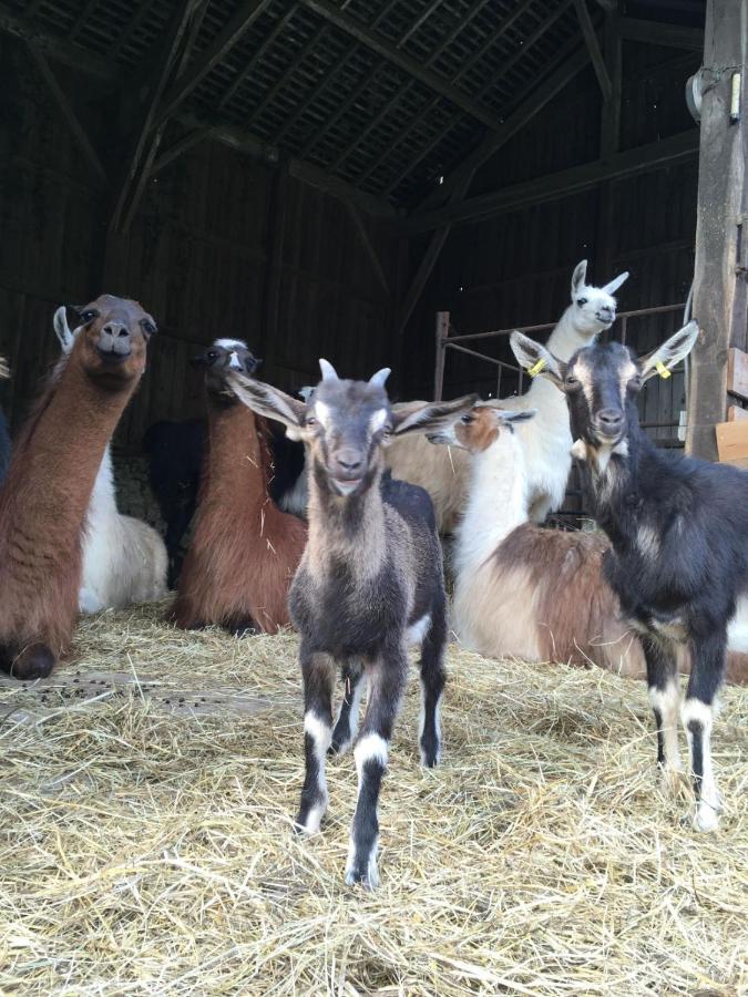 The Llama Farm France Saint-Cyr-Les-Champagnes ภายนอก รูปภาพ