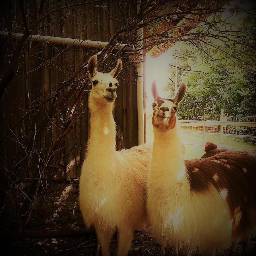 The Llama Farm France Saint-Cyr-Les-Champagnes ภายนอก รูปภาพ