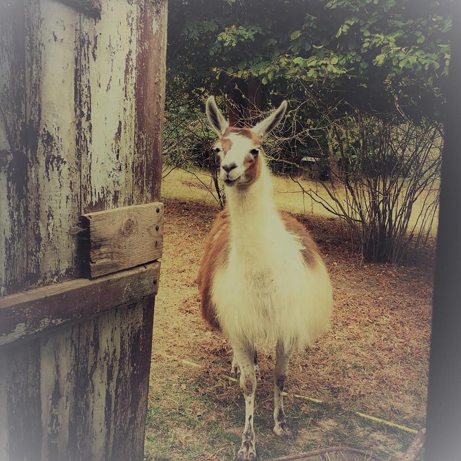 The Llama Farm France Saint-Cyr-Les-Champagnes ภายนอก รูปภาพ