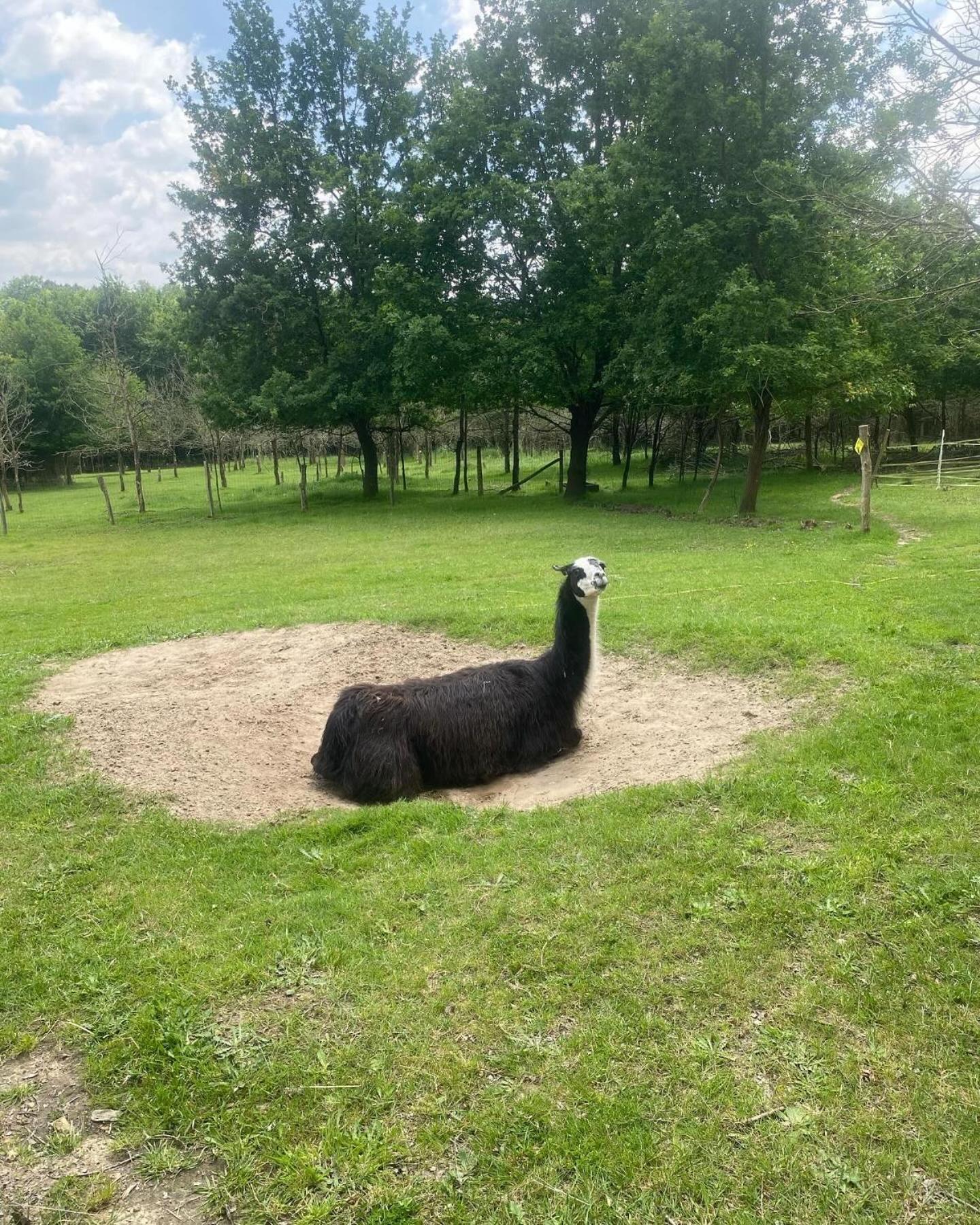 The Llama Farm France Saint-Cyr-Les-Champagnes ภายนอก รูปภาพ
