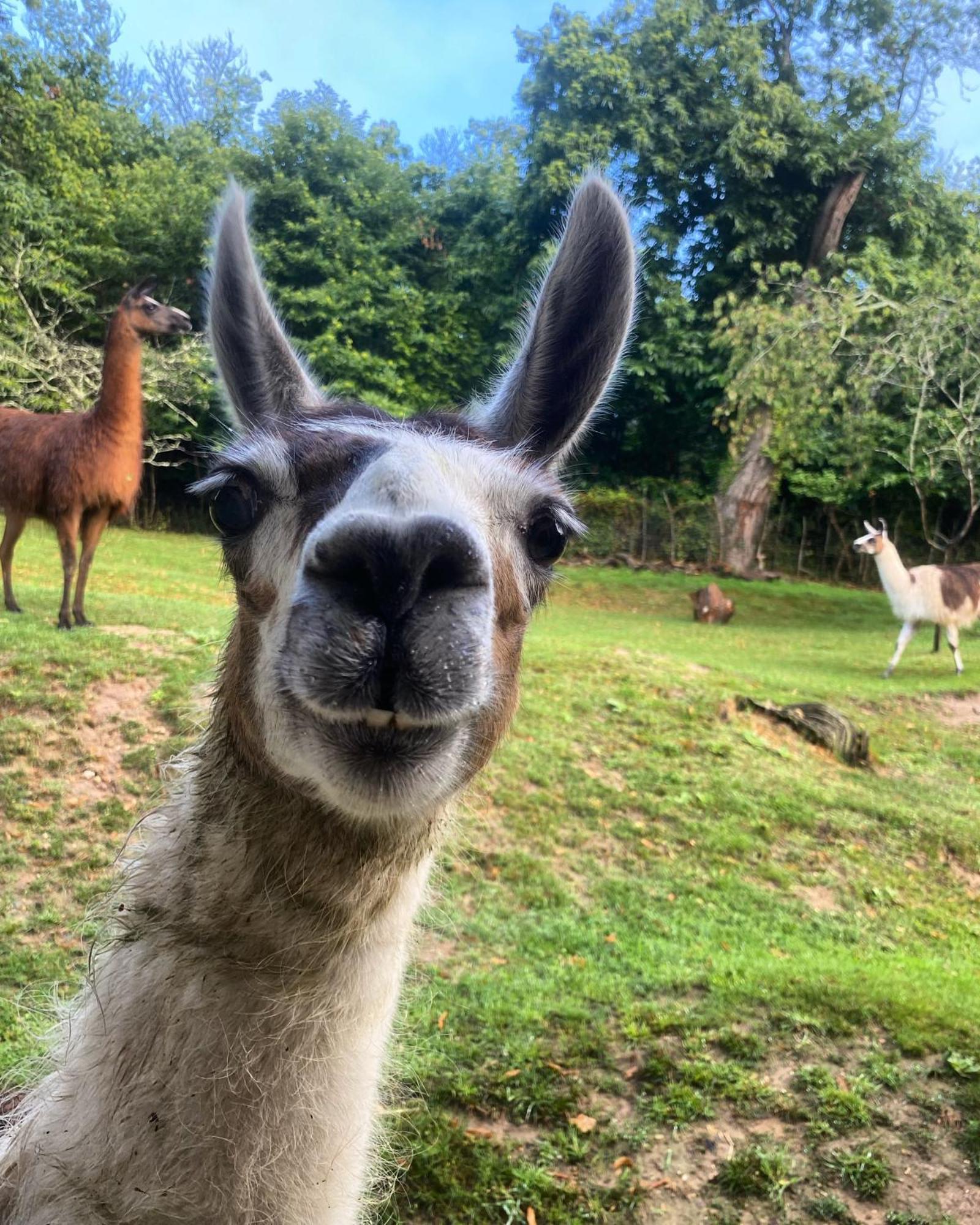 The Llama Farm France Saint-Cyr-Les-Champagnes ภายนอก รูปภาพ