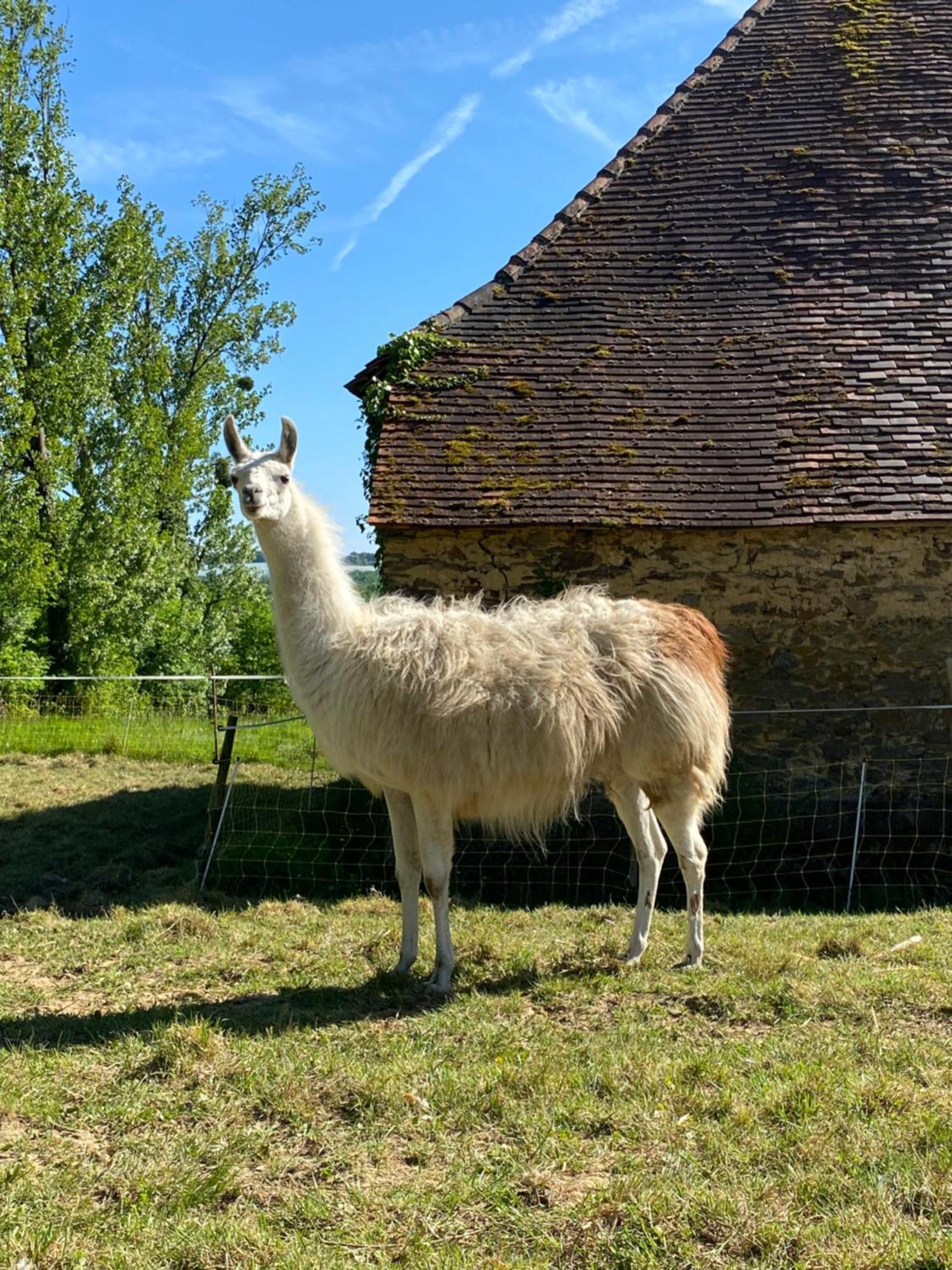 The Llama Farm France Saint-Cyr-Les-Champagnes ภายนอก รูปภาพ