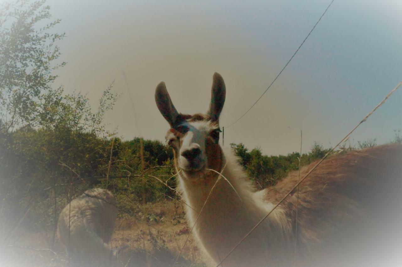 The Llama Farm France Saint-Cyr-Les-Champagnes ภายนอก รูปภาพ