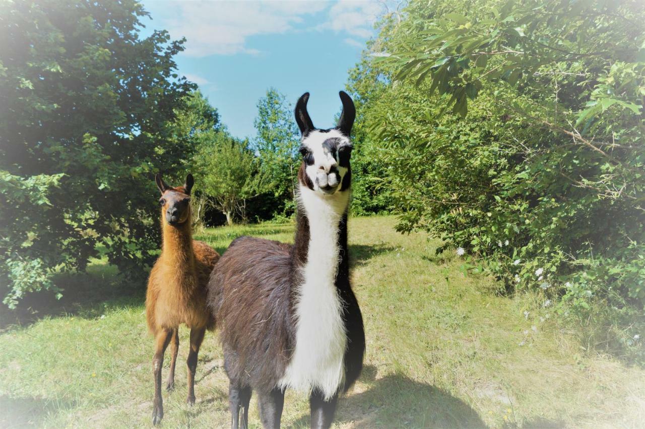 The Llama Farm France Saint-Cyr-Les-Champagnes ภายนอก รูปภาพ