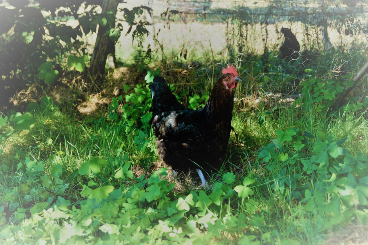 The Llama Farm France Saint-Cyr-Les-Champagnes ภายนอก รูปภาพ
