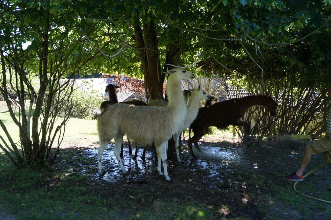 The Llama Farm France Saint-Cyr-Les-Champagnes ภายนอก รูปภาพ