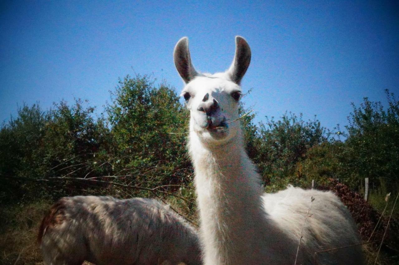 The Llama Farm France Saint-Cyr-Les-Champagnes ภายนอก รูปภาพ